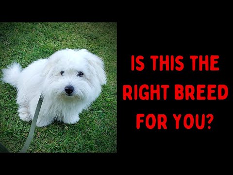 Video: Coton De Tulear Rasa De Câine Hipoalergenică, Sănătate și Durată De Viață