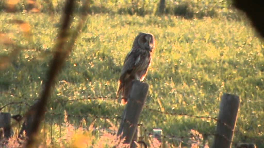 Ransuil/ Long-eared owl