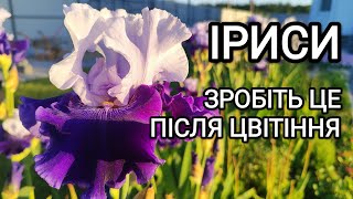 Що робити з ірисами (півниками) після цвітіння #іриси #квіти #квітник