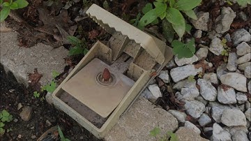 (REVIEW) intruder 16525 the better rodentrap (works pretty good on chipmunks)