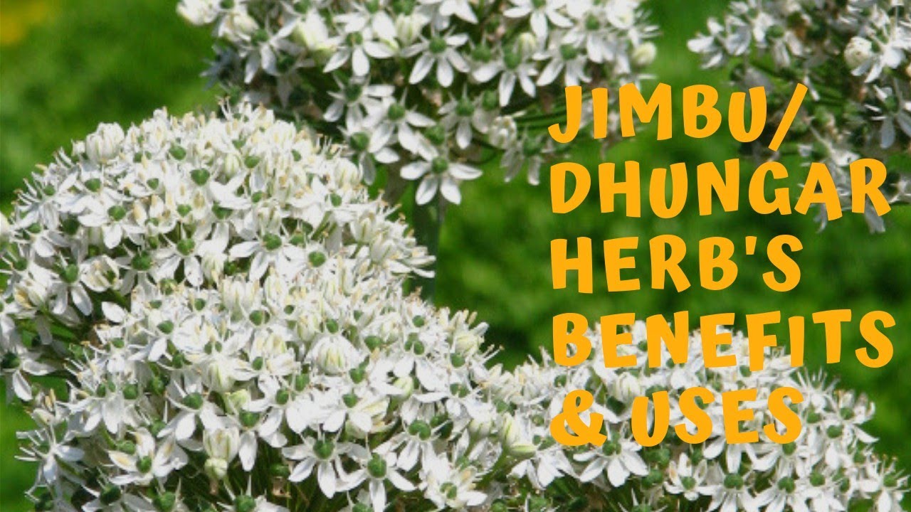 3. Jimbu/Dhungar plant's uses & benefits. Pahari herb used in cooking