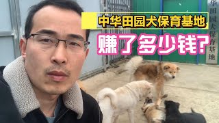 年度总结  中华田园犬保育基地这一年，我赚了多少钱？