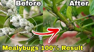 Top 3 Simple solution to Mealybugs/pest attack, Mealybugs treatment (permanent)