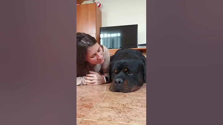 You are all for me ❤️🥰  #Shorts #rottweiler #dogs - DayDayNews