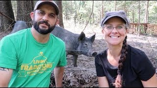 Top 3 Mistakes New Pig Owners Make!