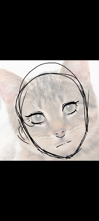 I Saw A Theory That All Anime Characters Are Drawn Based On Cat