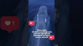 Blue Whale Mavi Balina
