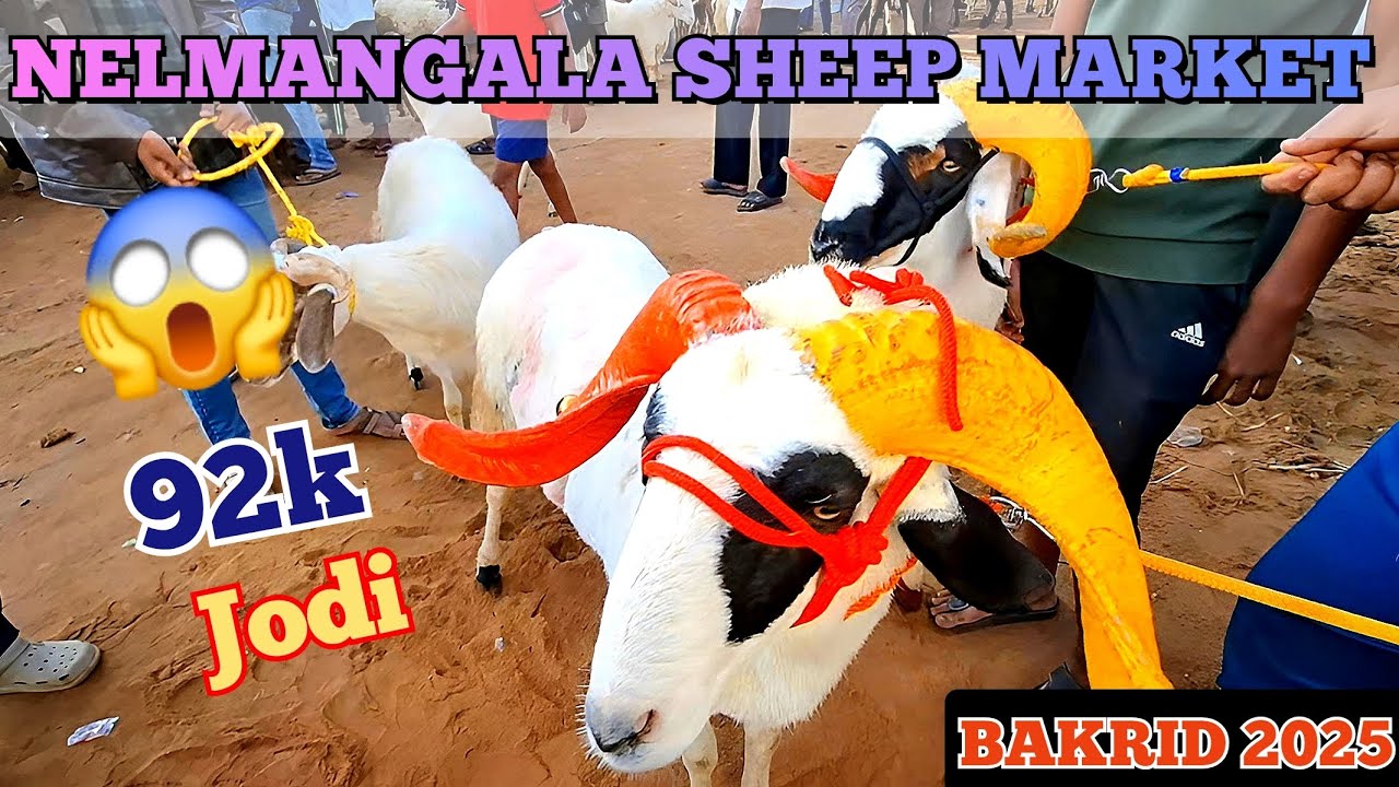 Nelamangala Sheep Market Before Eid | Bakrid 2025 Bakra Rates & Full Market Coverage! | May 23