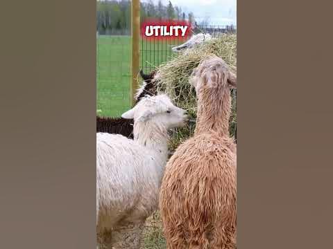 Are Llamas and Alpacas The Same 🦙 - YouTube