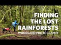 Finding the Lost Rainforests - Woodland Photography