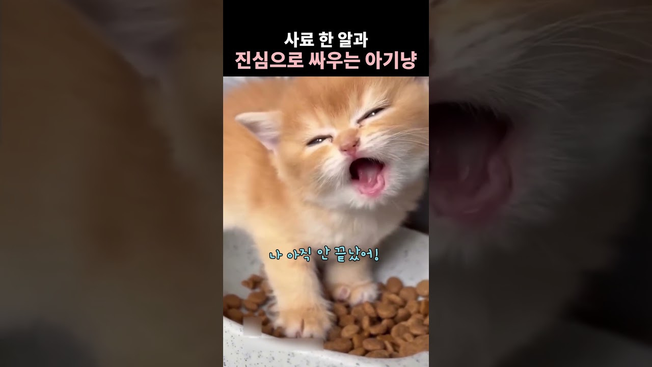사료 한 알과 진심으로 싸우는 아기냥