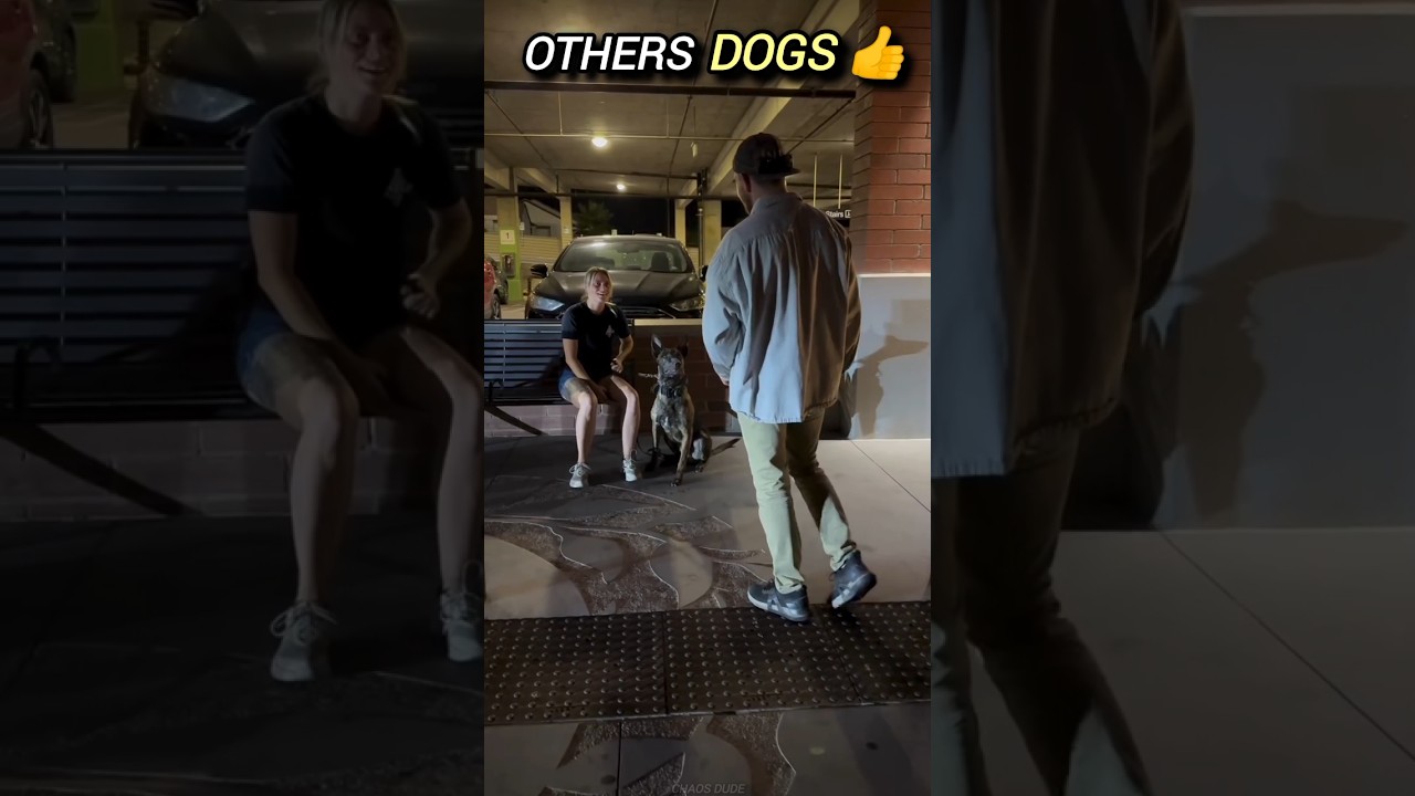 Others Dogs 🐶 vs The King of Dogs 👑🐕 | Ultimate Dog Comparison #Shorts