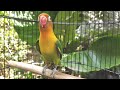 Lovebird Singing and Chirping Sounds - Green Fischer