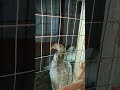 макийонди тозалари.дуслар
