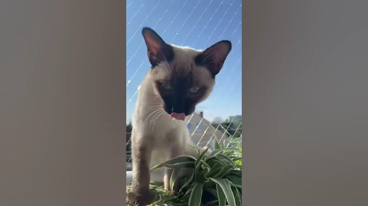 Watch the video about Siamese baby cat