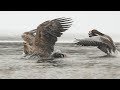 SHOWREEL  White-tailed Eagles Hunting for Geese  TRAILOR