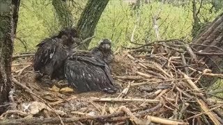 Decorah Eagles Cold and Wet Oldest Eaglet Seeks Shelter