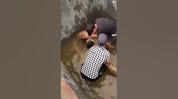 شاهد اكبر ثعبان في العالم 