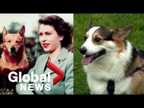Queen elizabeth death: ottawa corgis march with sons of scotland pipe band
