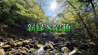 【栃木 渓流ルアー】GW中盤! 新緑の沢で岩魚と戯れる。