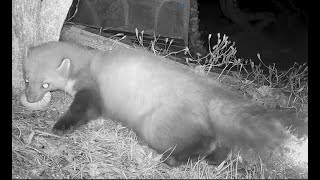 Marten's egg hunt adventure | Trail camera | Wild life | Marten by Nature At My Doorstep 272 views 2 months ago 4 minutes, 1 second