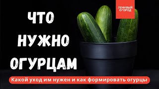 Выращивание огурцов 🥒 | Уход за огурцами в теплице | Формирование огурцов | Почему горчат огурцы