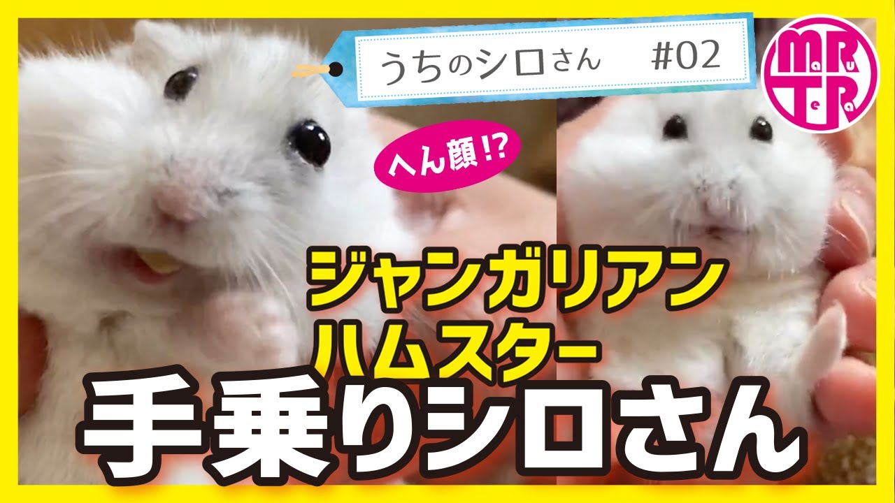 ジャンガリアンハムスター シロさんひたすら寝る動画 パールホワイト 可愛い寝顔 かわいい Youtube