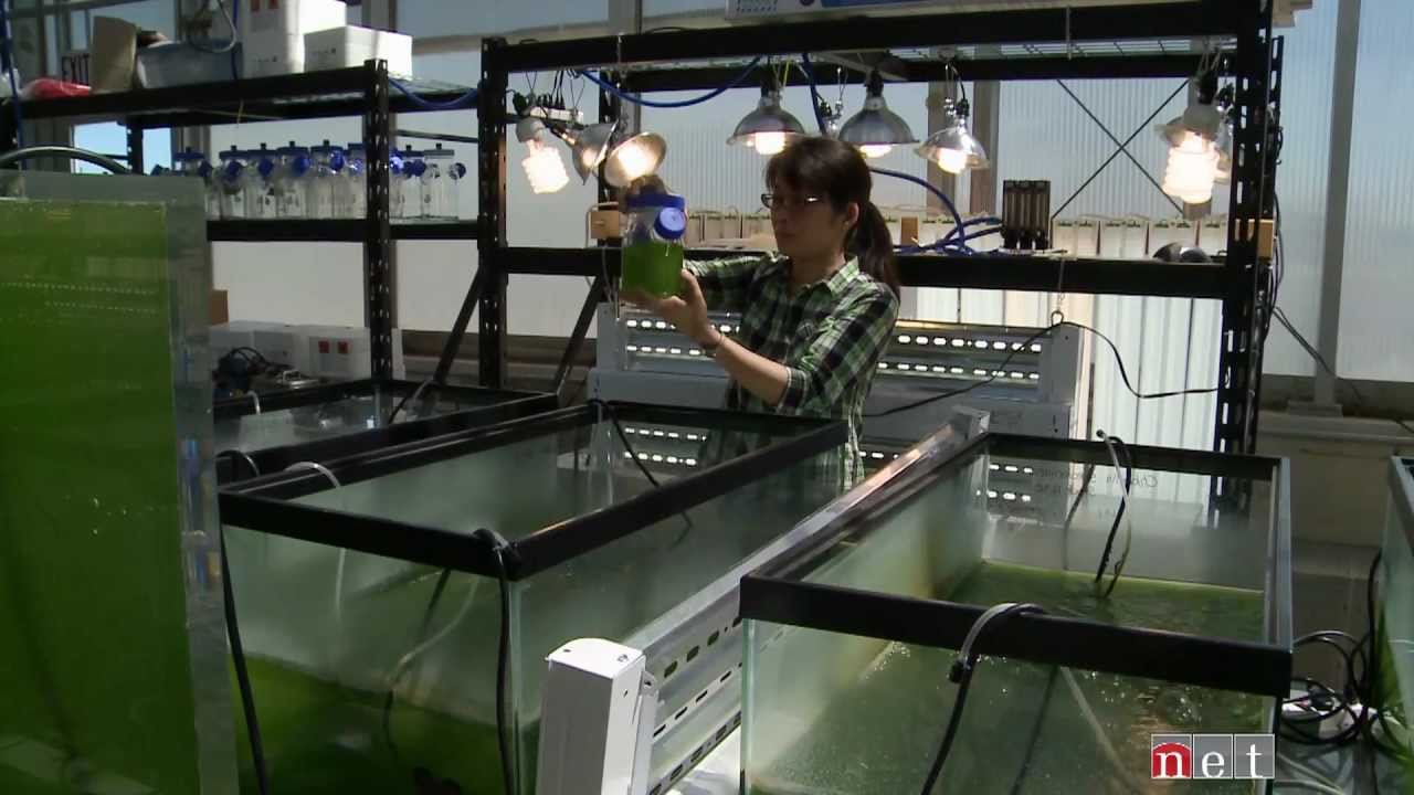 Algae for Fuel a QUEST Nebraska Feature YouTube