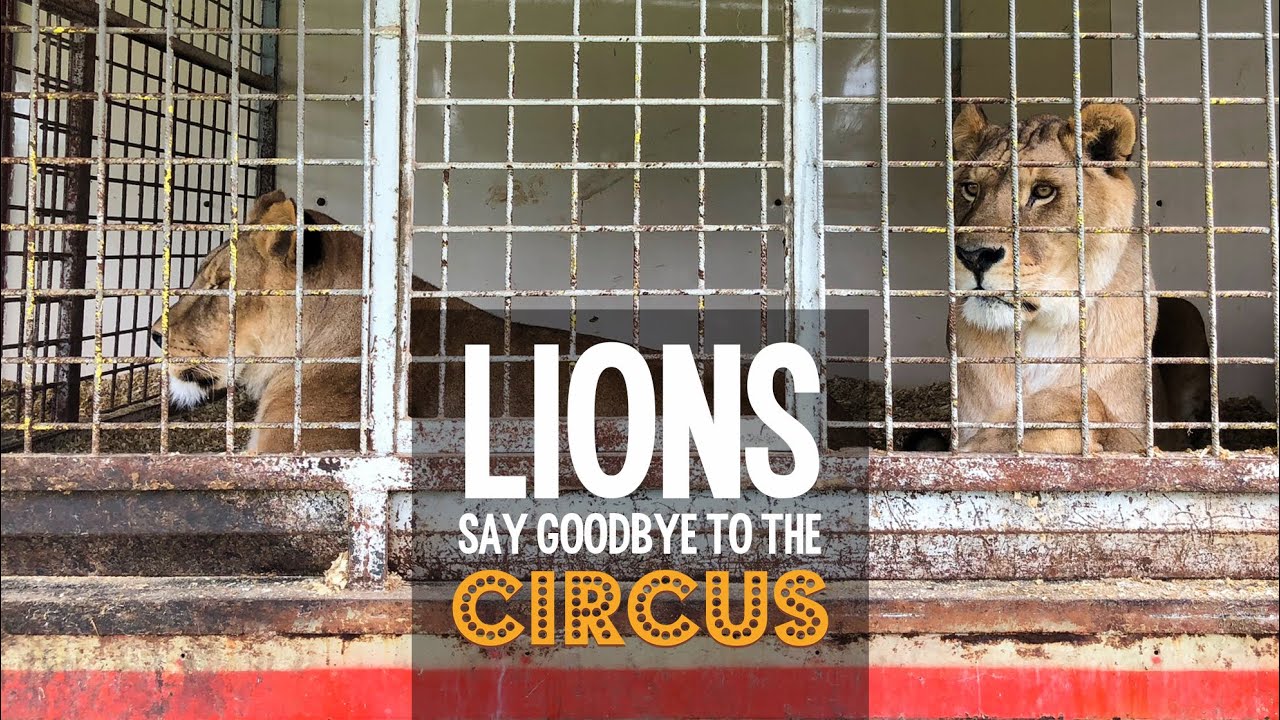 Should wild animals perform in circus shows? Short scheme of work for KS2.  Born Free Foundation. | Teaching Resources