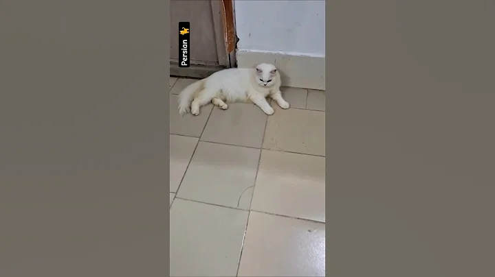 Video 11345921: persian cat kittens funny, persian cat kitten cute