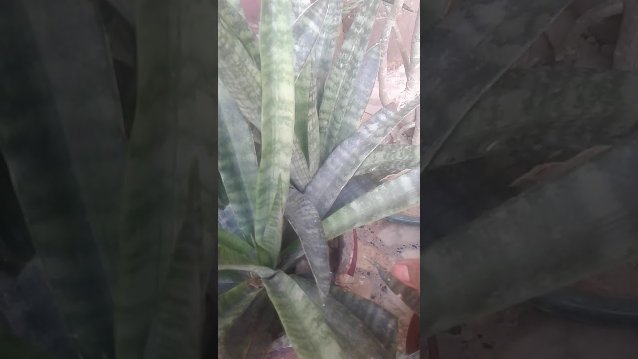 camera iphone 8 plus apk Care of snake plant/mother in laws tongue in easy gardning