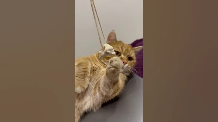 Watch the video about Cute munchkin cat playing with toy🐾 meew #catplaying #munchkincats #orangecat #viralshorts