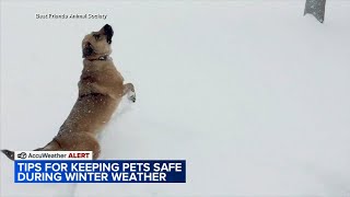 Tips to keep pets safe during winter weather