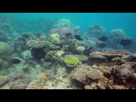 How YOU can help keen an Eye on the Reef  | Great Barrier Reef Marine Park Authority