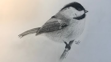 Drawing a Chickadee