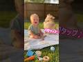 【癒し】赤ちゃん×ポメラニアン🐶👶「アイラブユー」が可愛すぎる🩷 So Sweet Baby Tells a Pomeranian “I Love You”