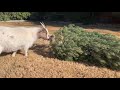 Goats eating 2020 Christmas Tree