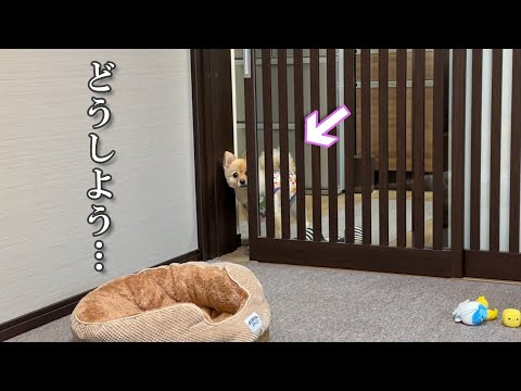 愛犬のことで困っていることがあります…