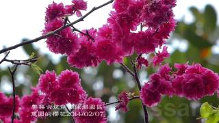 雲林古坑劍湖休閒園區－慈園的櫻花20140207