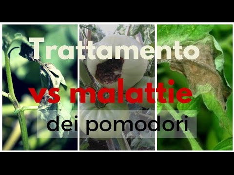 Video: Trattare l'appassimento da verticillium sui pomodori: informazioni sull'appassimento da verticillium delle piante di pomodoro