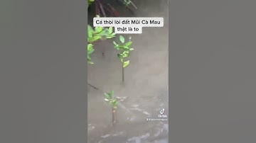 Cá thòi lòi thật to ở đất mũi Cà Mau