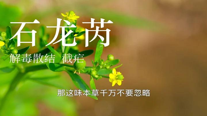 【石龙芮】有人以为是水芹，吃了，然后就挂了 - 天天要闻