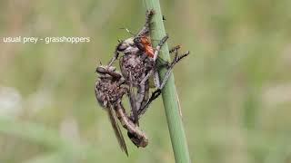 Robber fly mating and eating
