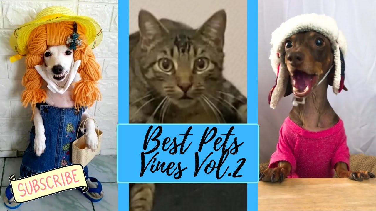 NEW Best Pets Vines Vol.2Funny Cat&Dog Compilation 2020 YouTube