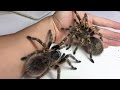 Yuk mengenal Grammostola Pulchripes