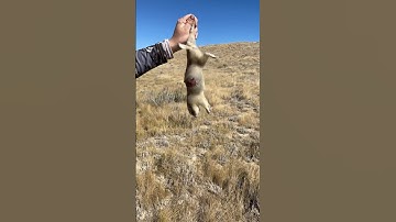 Ground squirrel hunting! #hunting