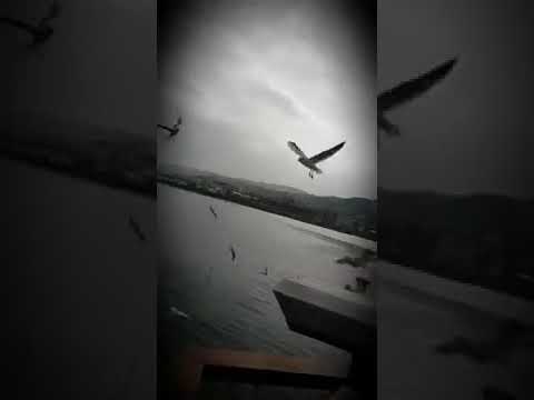 انا يا طير ضيعني نصيبي