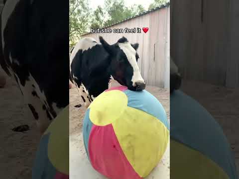 blind-cow-loves-her-bouncy-ball