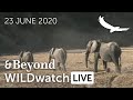 WILDwatch Live | 23 June, 2020 | Morning Safari | South Africa