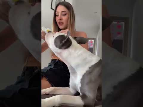 Video: Il mio cane ha bisogno di lavarsi i denti ogni giorno?